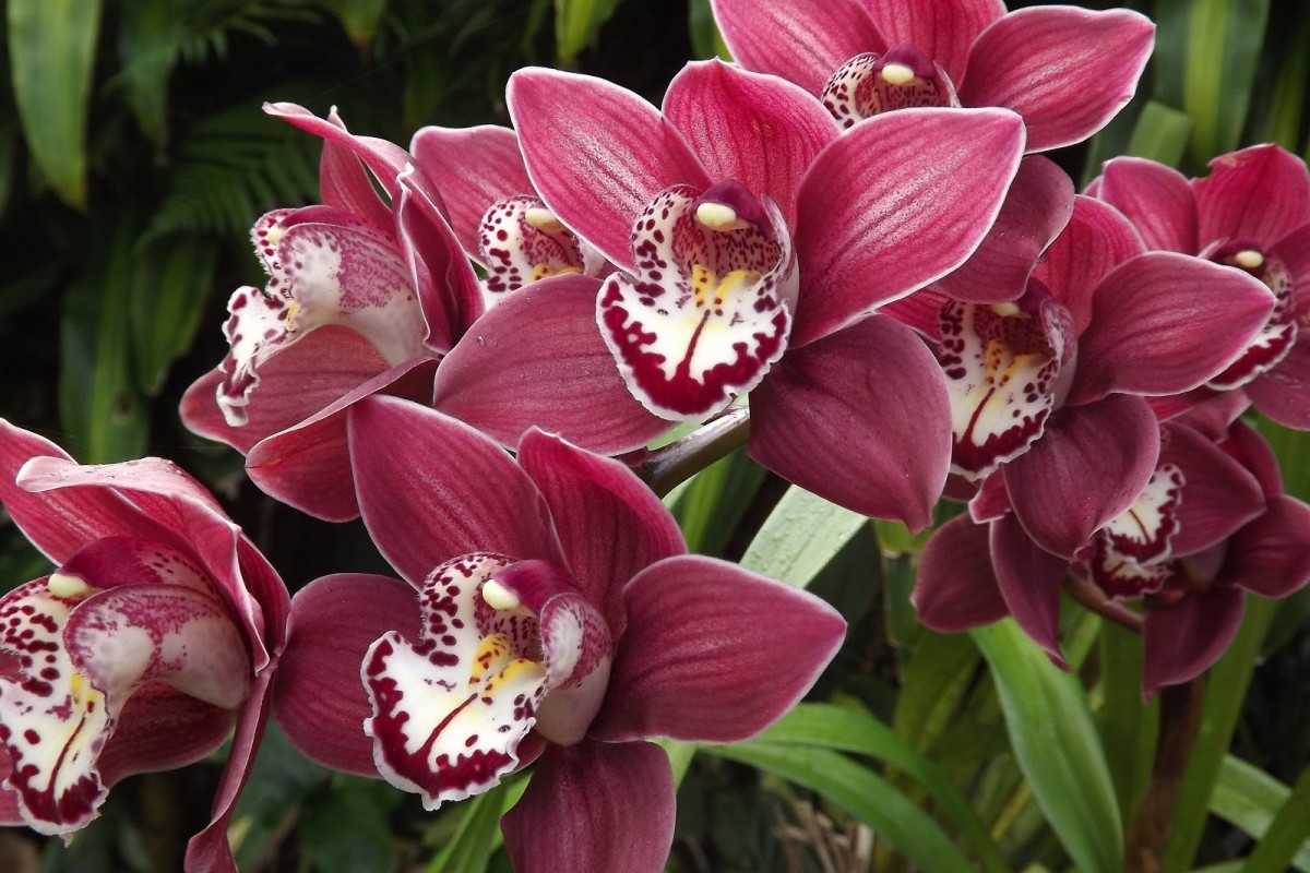 Виды орхидей с фото и названиями экзотических красавиц!